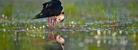 Expositions photographiques " Plumes de Camargue"