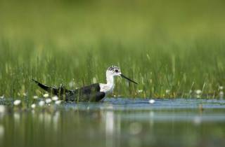 Echasse : plaisir du bain