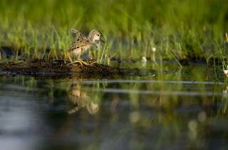 Echasse : la petite deviendra grande…