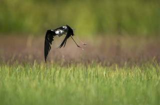 Echasse : territoire autour du nid