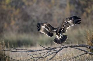 Aigle criard en Camargue