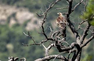 Aigle royal : mobbing, harcèlement entre oiseaux