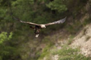 Aigle royal : retour de chasse avec une fouine