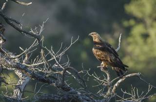 Aigle royal : l'arbre mort