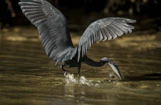 Aigrette des récifs à la pêche