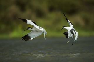 Avocettes, la poursuite