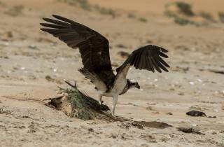 Balbuzard dans les filets