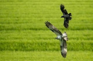 Balbuzard harcelé par une corneille