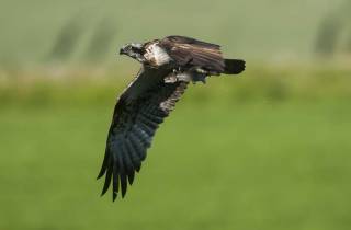 Balbuzard pêcheur