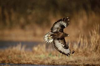 Buse variable en terre alpine