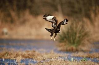 Buse variable l'hiver en Camargue