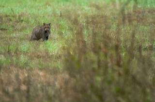 Chasse aux mulots.