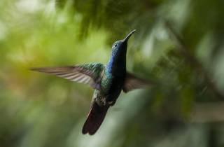 Colibri : oiseau-mouche  