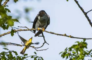 Cou­cou gris et hypolaîs  polyglotte