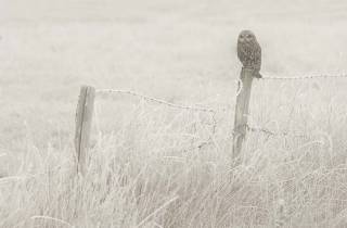 Hibou des marais