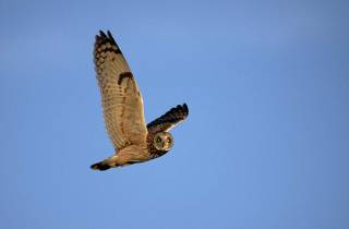 Hibou des marais... Un excellent voilier !