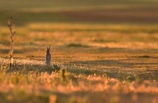 Lapins dans un pré...