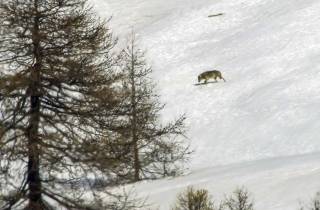 Aigles royaux contre le loup