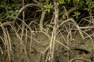 Loutre dans la mangrove