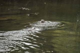 Loutre de la Sierra Morena