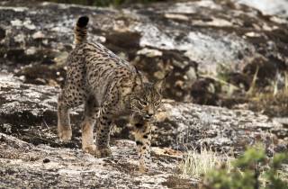 Lynx pardelle en Andalousie