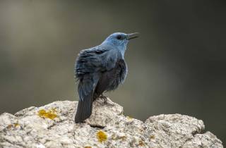 Monticole bleu... Un beau chanteur !