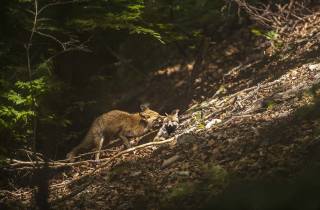 Renard roux : mère bienveillante