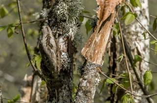 Torcol, l'oiseau invisible