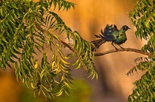 A04-Choucador à longue queue(Lamprotornis chlorupterus)