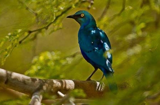 A05-Choucador à oreillons bleus(Lamprotornis chalybaeus)