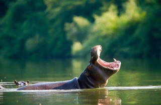 A10 Hippopotame(Hippopotamus amphibius)