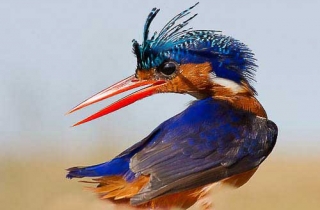 A11-Martin-pêcheur huppé(Alcedo cristata)