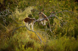 A15-Patas-Singe rouge(Erythrocebus patas)