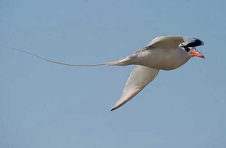 A18-Phaéton à bec rouge(Phaethon aethereus)