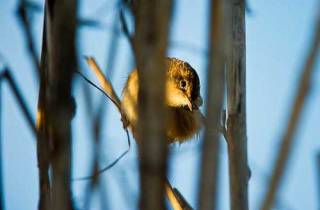 D03-Cisticole des joncs(Cisticola juncidis)