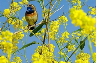 D05-Gorgebleue à miroir(Luscinia svecica)