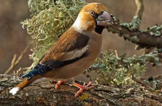 D06-Grosbec casse-noyaux(Coccothraustes coccothraustes)