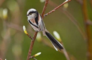 D07-Mésange à longue queue(Aegithalos caudatus)