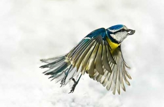 D08-Mesange bleue (Cyanistes caeruleus - Eurasian Blue Tit )-069(D08)