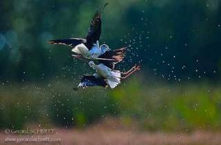 E01-Aigrette garzette(Egretta garzetta)