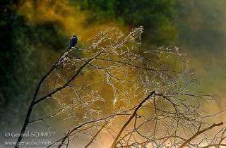 E07-Common Kingfisher(Alcedo atthis)