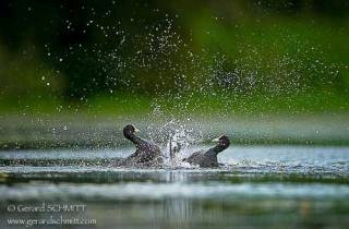 E10-Foulque macroule(Fulica atra)