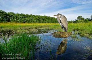 E11--Héron cendré(Ardea cinerea)