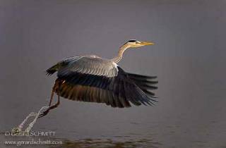 E12-Héron cendré(Ardea cinerea)