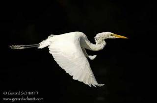 E14-Grande Aigrette(Ardeaalba-Western)