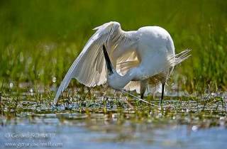 E15-Aigrette garzette(Egretta garzetta)