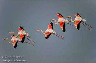 E18-Flamant rose(Phoenicopterus roseus)