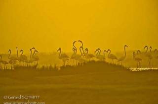 E19-Flamant rose(Phoenicopterus roseus)