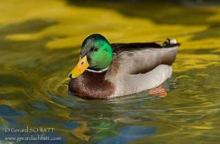 E25-Canard colvert(Anas platyrhynchos)