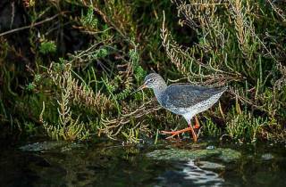 E31-Chevalier gambette(Tringa totanus)